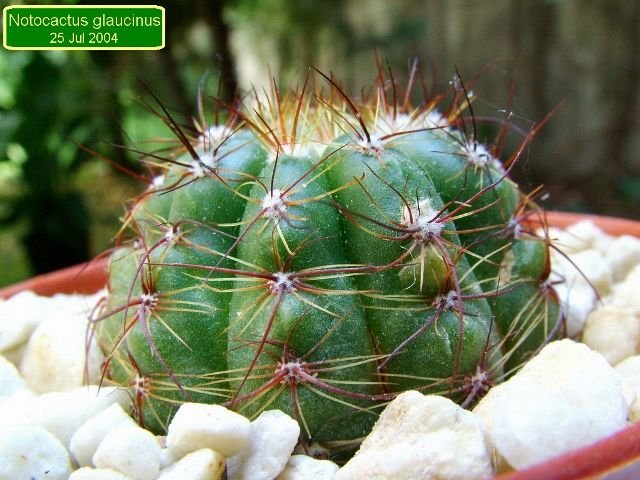 Notocactus _glaucinus _07